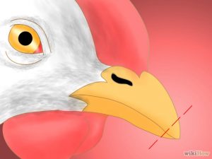 Чому кури клюють свої яйця — що робити?