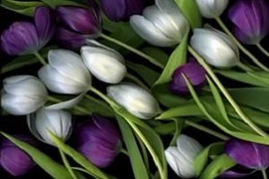 Якого кольору бувають тюльпани: назви й фото сортів від звичного червоного до рідкісного чорного