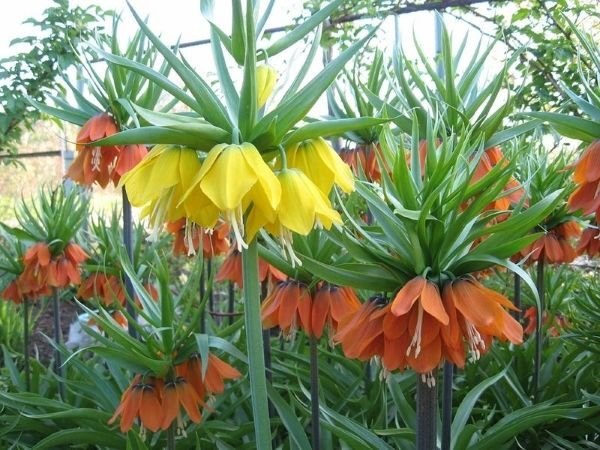 Цибулинні багаторічні садові квіти — фото та назви рослин