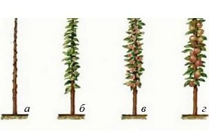 Як обрізати яблуні восени: схема, правила і відео інструкція