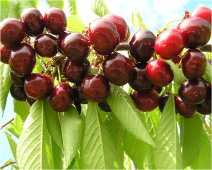 Опис сорту десертній черешні Регіна: смакові якості і особливості посадки