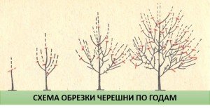 Догляд за черешнею навесні: підгодівля і обробка від шкідників і хвороб