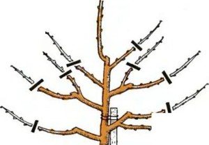 Як посадити дерево вишні: правила посадки, обрізки та особливості розмноження