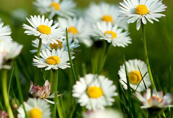 Домашні клопи   як позбутися самостійно