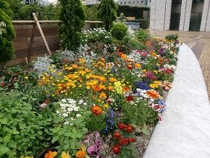 Як створити клумбу безперервного цвітіння з багаторічників: схема посадки в саду, вибір рослин і відео інструкція
