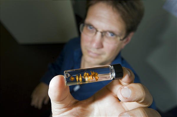 До чого сняться клопи уві сні   в квартирі, в ліжку, сонник