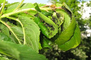 Моніліоз та інші хвороби абрикоса: методи боротьби з хворобами та шкідниками