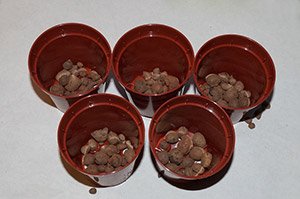 Як виростити кріп вдома на підвіконні: вибір сорту і грунту, поради по посадці та догляду