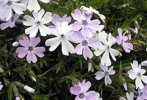 Багаторічні флокси: особливості посадки і правила догляду, вирощування з насіння, фото і відео