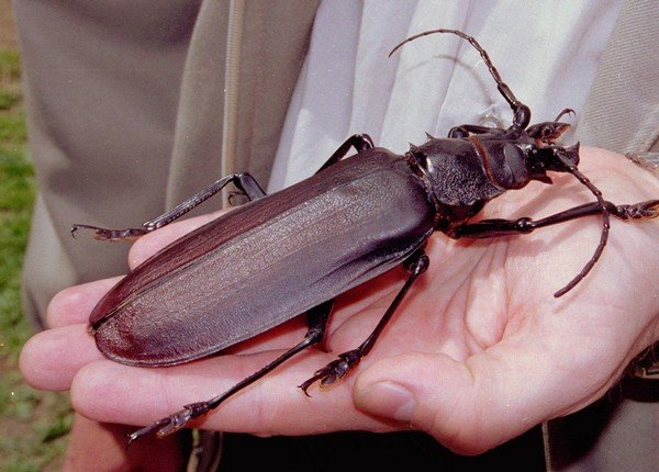 Жук вусач: види і засоби для знищення