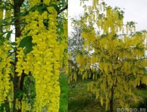 Садовий чагарник бобовник (золотий дощ): посадка і догляд в Підмосковї, поради по вирощуванню на дачній ділянці