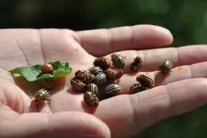 Отрута від колорадського жука — найефективніші препарати