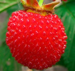 Малина тибетська (сунична): опис і розмноження, особливості посадки і догляду