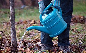 Як затримати початок цвітіння абрикоса навесні — 6 дієвих способів