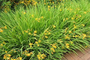 Монтбреция – шафрановий аромат або невизнаний гладіолус