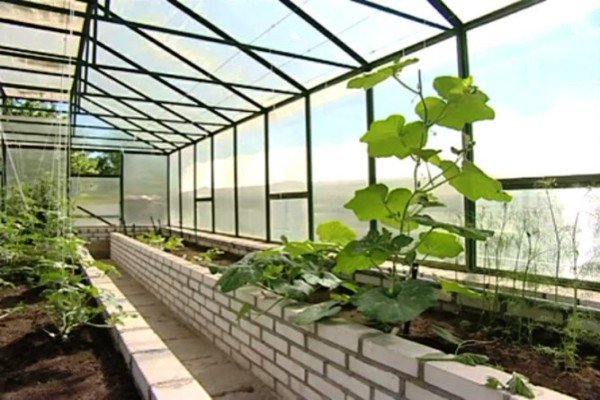 Диня срібляста (вірменський огірок) — вирощуємо в городі незвичайний фрукто овоч