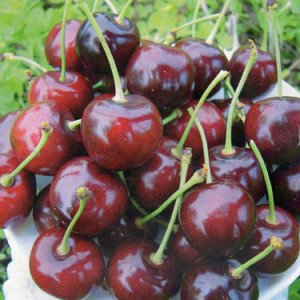 Опис сортів вишні Флора, Волочаєвкою і Памяті Вавілова