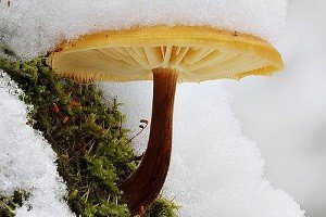 Зимові опеньки: відмітні особливості і місця зростання Зимові опеньки: відмітні особливості і місця зростання