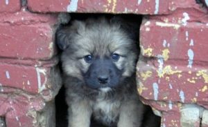 Сонник Щеня на Руках маленький чорний жінці у сні бачити