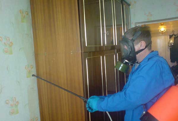 До чого зявляються клопи в будинку – прикмети, факти і містика