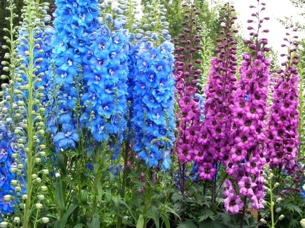 Високорослі багаторічні садові квіти: фото та назви рослин, поради по догляду