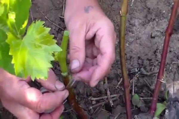 Вирощування дині в теплиці: тонкощі процесу від вибору сорту до збору врожаю