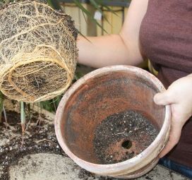 Як виростити лимон з кісточки: правила посадки і догляду за кімнатною лимоном, фото і відео