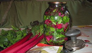 Листова буряк Мангольд: вирощування і зберігання морозостійкого сорту