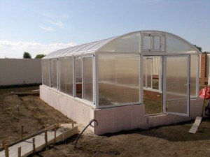 Як виростити кавуни в теплиці: вибір теплиці і насіння, підготовка розсади, особливості посадки і догляду, відео інструкція