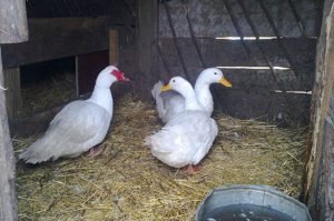 Зміст качок взимку в домашніх умовах: як зберегти відмінну яйценосність і продуктивність птахів в холодну пору року