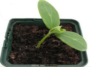 Посадка дині на розсаду — відповіді на хвилюючі питання про посіві насіння в домашніх умовах