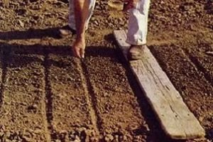 Ріпа: посадка і догляд у відритому грунті