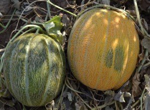 Диня Ефіопка — самозапильний сорт з чудовим медовим смаком