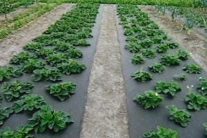 Полуниця Лорд: опис сорту, фото, відгуки і поради по вирощуванню