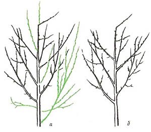 Схеми правильного обрізання сливи: весняна, літня і осіння обрізки