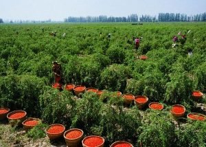 Годжі або Дереза звичайна — посадка і догляд