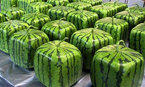 Щеплення кавуна на гарбуз – відео