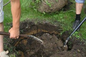 Російська зливу (алича гібридна) — диплоїдний вид з відмінною пристосовністю