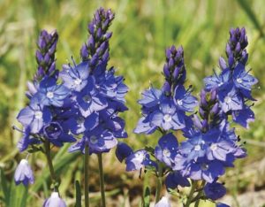 Ніжний квітка Вероніка у вашому саду: різноманітність сортів з описом і барвистими фотографіями