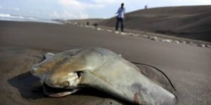 Сонник Скат(Риба) морський поза бачити до чого сниться?