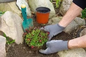 Невибаглива ломикамінь: особливості посадки, догляду та розмноження, фото квіток