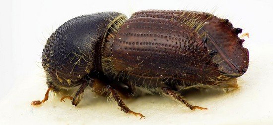 Короїд: особливості життєдіяльності та методи боротьби