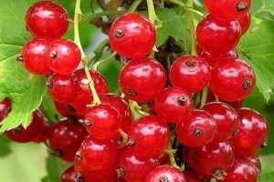 Вирощування червоної смородини: вибір сорту, особливості посадки і догляду, розмноження живцями і відведеннями, фото і відео