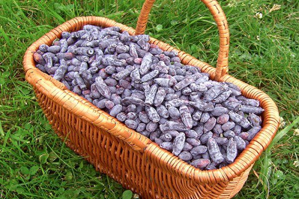 Жимолость Блакитне Веретено — їстівний сорт з високою врожайністю