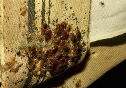 Гніздо клопів   фото, як виглядає і де шукати в квартирі