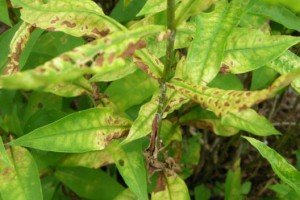 Багаторічні флокси: особливості посадки і правила догляду, вирощування з насіння, фото і відео