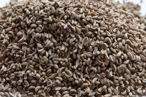 Вирощування з насіння петрушки: особливості посадки і догляду у відкритому грунті і домашніх умовах