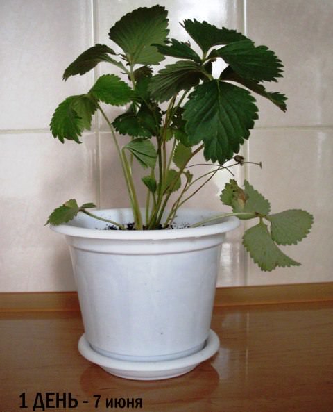 Домашня полуниця: вирощуємо за 10 кроків