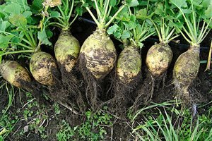 Найсолодша буряк — назви та опис сортів Найсолодша буряк — назви та опис сортів