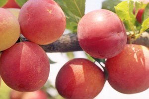 Персикова зливу — красивий швидкорослий сорт з дуже смачними і корисними плодами